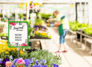 garden centre bargains