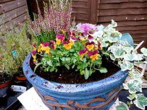 winter gardening ideas