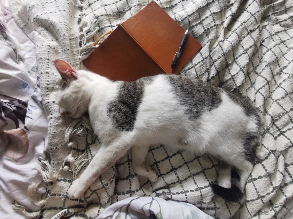 Cat lying on bed with me while journaling