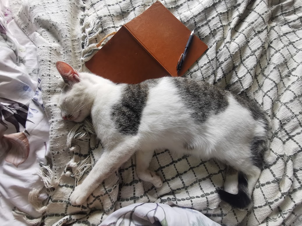 Cat lying on bed with me while journaling