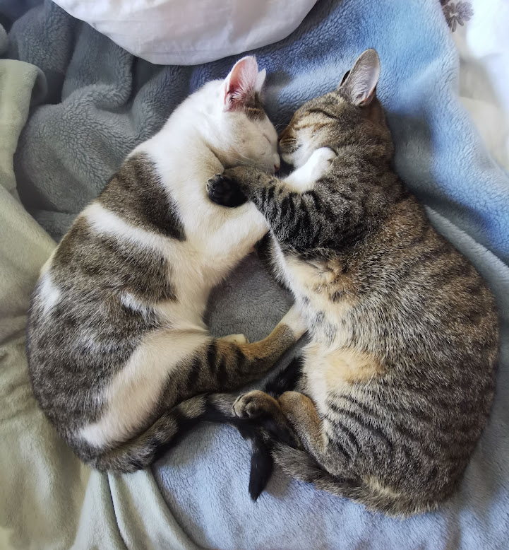 cats relaxing together in a cosy home, illustrating life lessons about forgiveness, letting go and living in the present.
